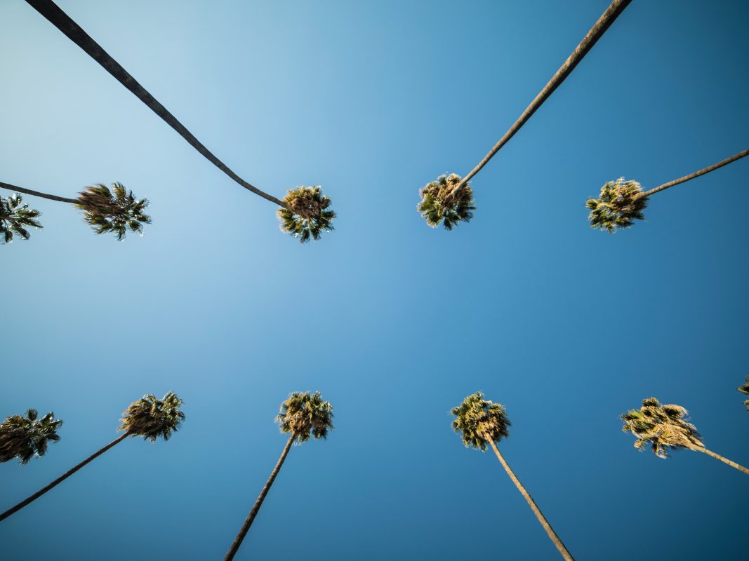Palm trees against sky background